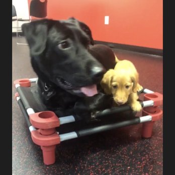 Southern Style Puppies - Pet Adoption Near Me