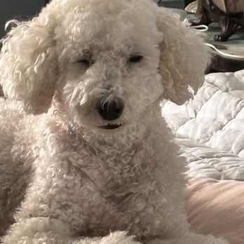 Friendly Paws Mobile Grooming - Pet Groomers Near Me Friendly Paws Mobile Grooming - Pet Groomers Near Me