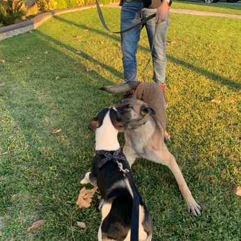 Paws On Doggy Daycare - Pet Boarding Near Me - Downey, California Paws On Doggy Daycare - Pet Boarding Near Me - Downey, California