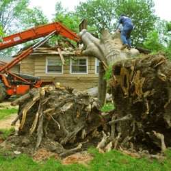 Gray's Tree Service - Check out this beautiful tree removal in Gainesville