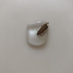 McDonald's - A bug from McDonald's