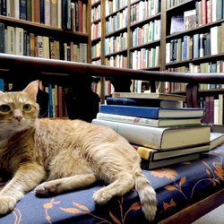 The Kelmscott Bookshop - Sinclair resting from shelving books