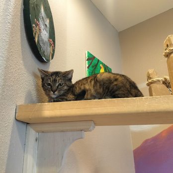 Catopia Cat Cafe - Pet Adoption Near Me - Albuquerque, New Mexico