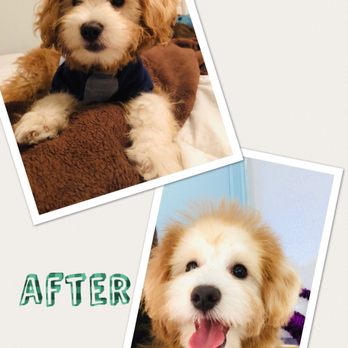 Barkingham Palace - Chewy looking good! - Pet Groomers Near Me - Henderson, Nevada Barkingham Palace - Chewy looking good! - Pet Groomers Near Me - Henderson, Nevada
