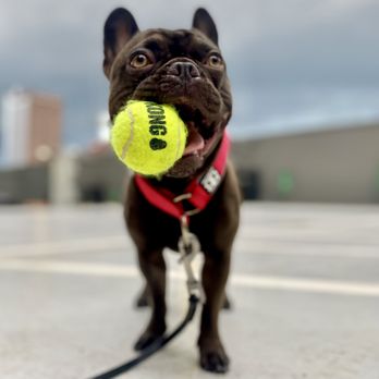 Full Circle Canine - Pet Training Near Me Full Circle Canine - Pet Training Near Me