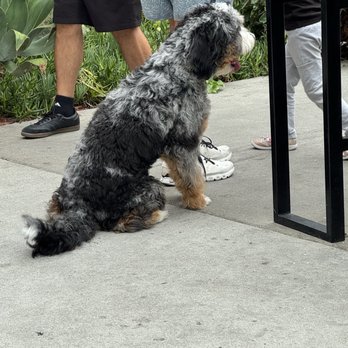 602 Coffee House - Dog - Coffee & Tea Near Me - Huntington Beach, California 602 Coffee House - Dog - Coffee & Tea Near Me - Huntington Beach, California