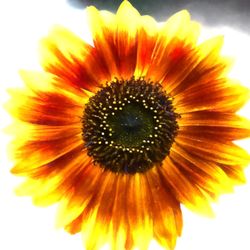Sunflower Gallery