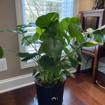 Cedar & Stone Mercantile - Monstera - Home Decor Near Me - Sherwood, Oregon