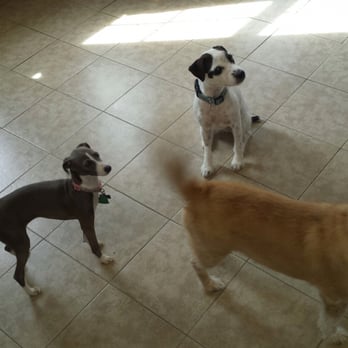 Fetch Doggy Day Care - Pet Sitting Near Me - Charleston, South Carolina