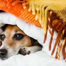 Allied Air Conditioning & Heating