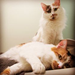 Kenton Animal Hospital - We have a cat only room, which helps decrease stressful smells.