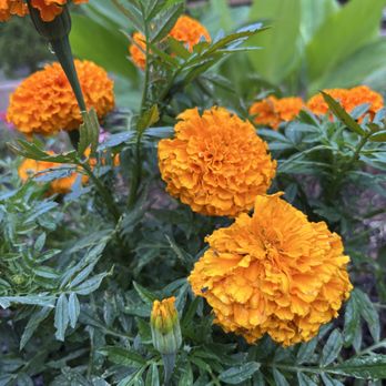 GreenGo Landscaping - Marigold Flowers - Landscaping Near Me GreenGo Landscaping - Marigold Flowers - Landscaping Near Me