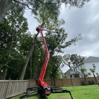 Charleston Stump Stompers & Tree Service - Taking down a 90 foot gym tree. - Tree Services Near Me Charleston Stump Stompers & Tree Service - Taking down a 90 foot gym tree. - Tree Services Near Me