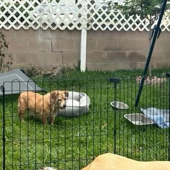 The K9 Hangout - Our dogs enjoying some exercise outside. - Pet Boarding Near Me