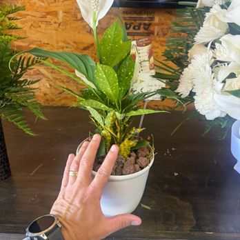 Avas Flowers - Florists Near Me - Valley Center, California Avas Flowers - Florists Near Me - Valley Center, California