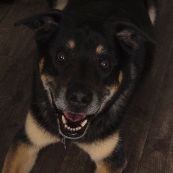 Shores Grooming - Pet Sitting Near Me - St. Clair Shores, Michigan