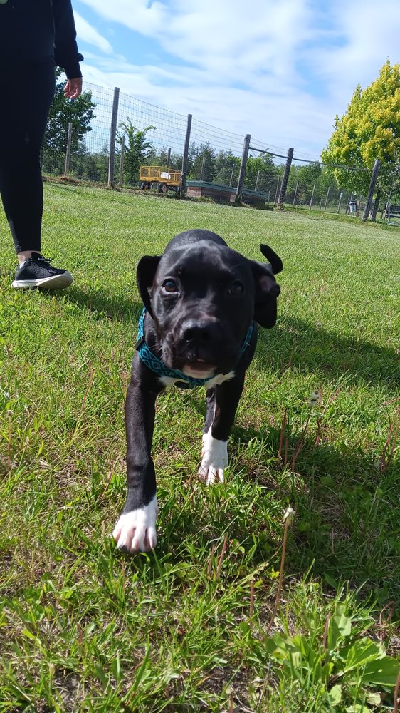 Sam's Pet Services - pet boarding facility in Marion, IA