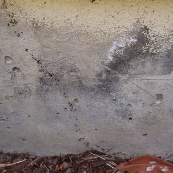 Iliad Pest Management - Ants - Pest Control Near Me - Seattle, Washington Iliad Pest Management - Ants - Pest Control Near Me - Seattle, Washington