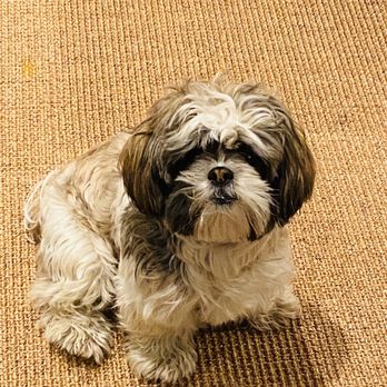 Nikki's Pet Spa - Before - Pet Groomers Near Me - Norco, California Nikki's Pet Spa - Before - Pet Groomers Near Me - Norco, California