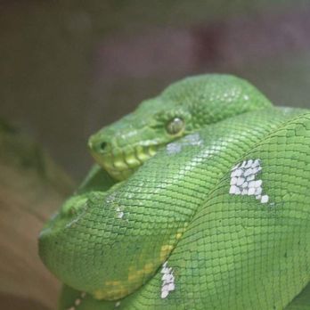 Reptile Pets Direct - Reptile Shops Near Me - Live Oak, Texas