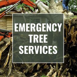 Deep Roots Tree Service