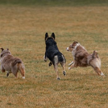 Canine Karma Training - Pet Boarding Near Me Canine Karma Training - Pet Boarding Near Me