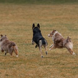 Canine Karma Training