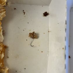 Boomarang Diner - Staple found in burger!