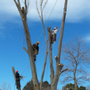 Urban Forest Services