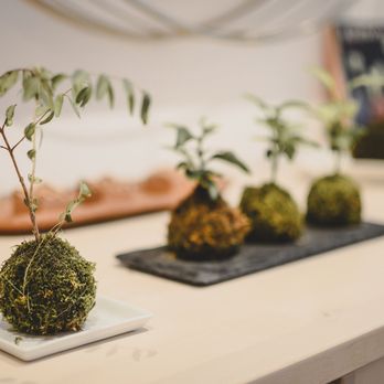Suzuki Nomnom Kitchen - Kokedama Pflanze - (c) Mia Janik - Japanese Near Me - Munich, BY