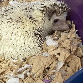 Most Valuable Pets - Lily my hedgehog - Pet Stores Near Me - Lexington, Kentucky