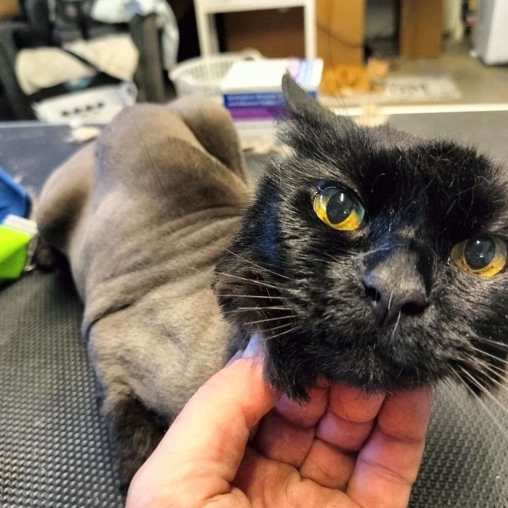 Where Can I Get My Cat Groomed near Me: Top Trusted Spots!