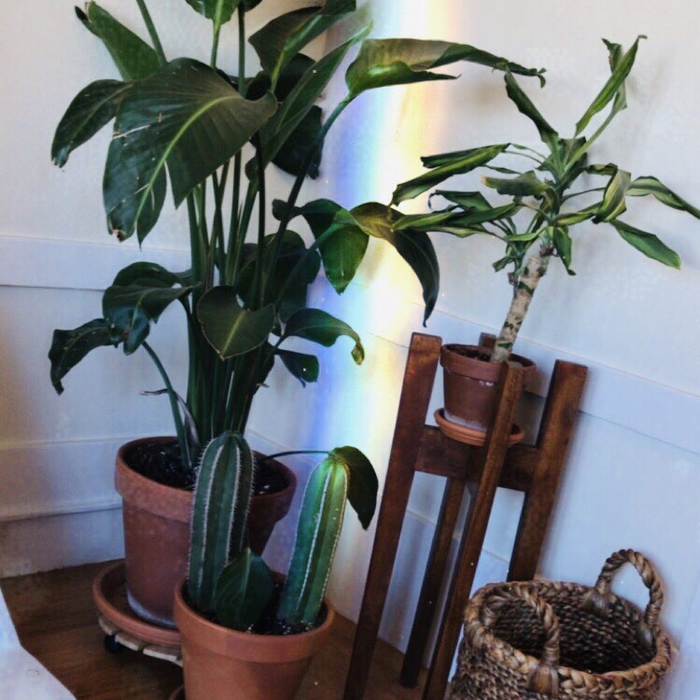 Goldenseal Skincare - tons of gorgeous plants in the peaceful lobby - Skin Care Near Me - Morro Bay, California Goldenseal Skincare - tons of gorgeous plants in the peaceful lobby - Skin Care Near Me - Morro Bay, California