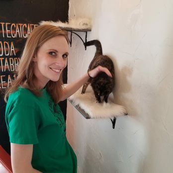 Mac Tabby Cat Cafe - Themed Cafes Near Me - Charlotte, North Carolina