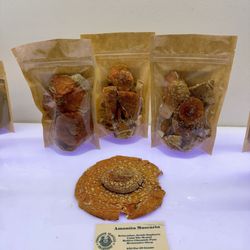 Professor Seagull's Smartshop - Amanita Muscaria
