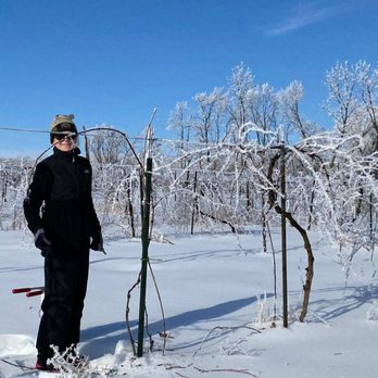 Wide River Winery - Pruning is a year-round job! - Wineries Near Me - Clinton, Iowa Wide River Winery - Pruning is a year-round job! - Wineries Near Me - Clinton, Iowa