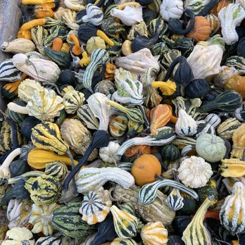 Highland Orchards - 10/3/20 gourds - Farmers Market Near Me - West Chester, Pennsylvania