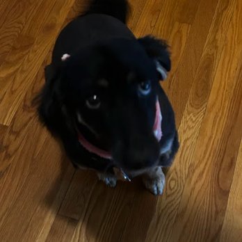 Sassy Paws Mobile Pet Salon - Pet Groomers Near Me Sassy Paws Mobile Pet Salon - Pet Groomers Near Me