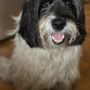 Photo of Jen's Pet Care