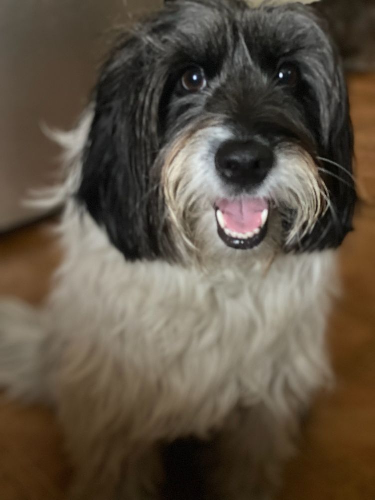 Jen's Pet Care - pet boarding facility in Elizabeth, NJ