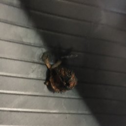 Nail still imbedded after patch job. Nail still imbedded after patch job.