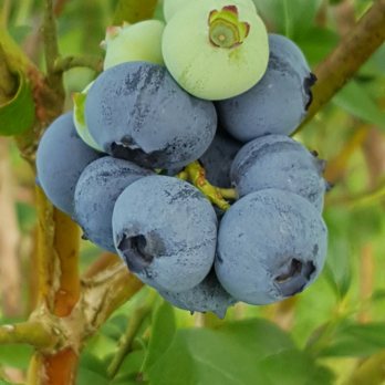 Blueberry Country - Blueberries in the orchard - Specialty Food Near Me - Ohaupo, WKO