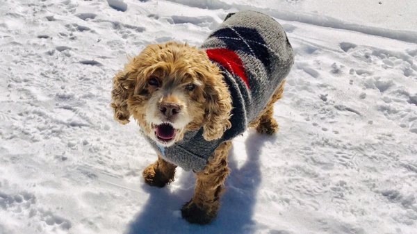 Burnt Hills Veterinary Hospital by null