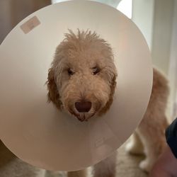 The Pennsylvania SPCA - The cone of shame