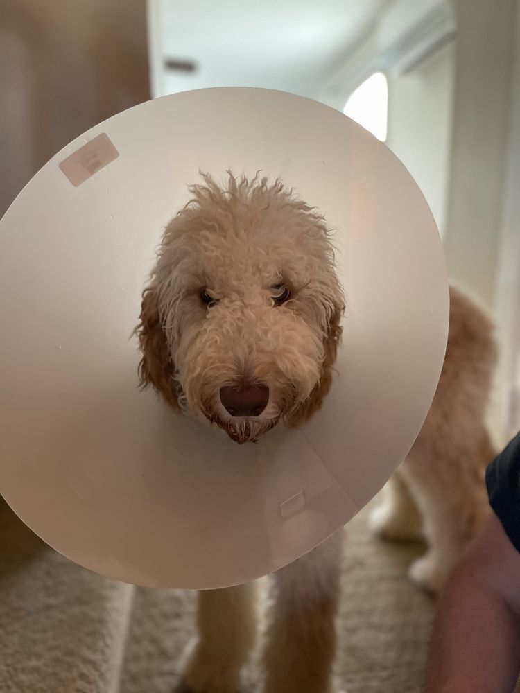 The Pennsylvania SPCA Image