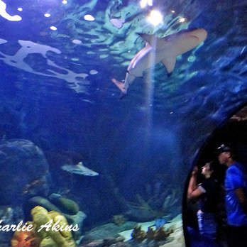Ripley's Mirror Maze - Overhead view of Shark - Aquariums Near Me - Myrtle Beach, South Carolina Ripley's Mirror Maze - Overhead view of Shark - Aquariums Near Me - Myrtle Beach, South Carolina