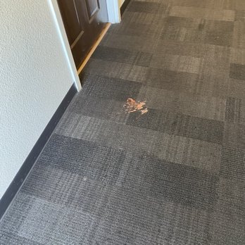 Motel 6 - VOMIT IN THE HALLWAY - Hotels Near Me - Spokane, Washington Motel 6 - VOMIT IN THE HALLWAY - Hotels Near Me - Spokane, Washington