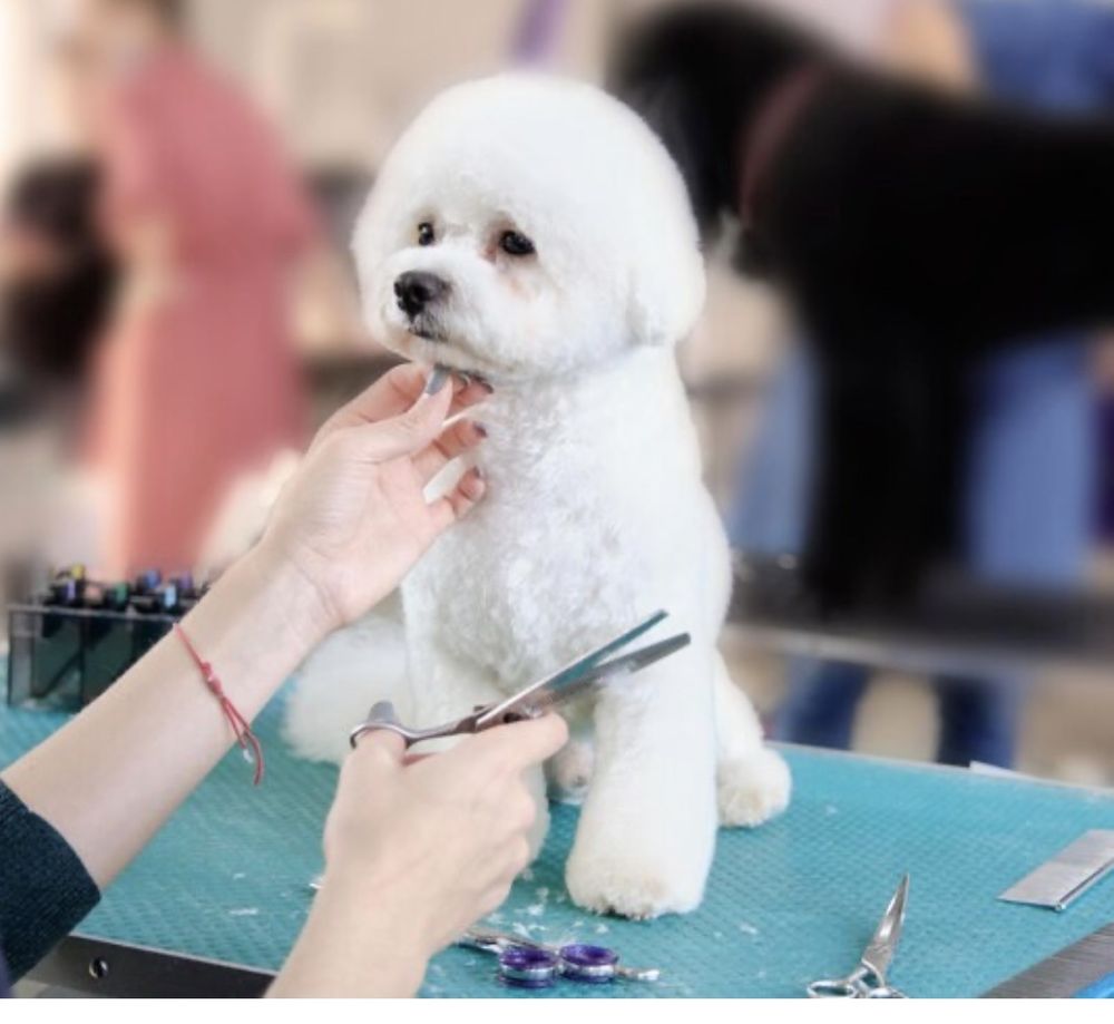 SCRUB A DUB PET SALON Updated August 2024 4103 Faudree Rd, Odessa