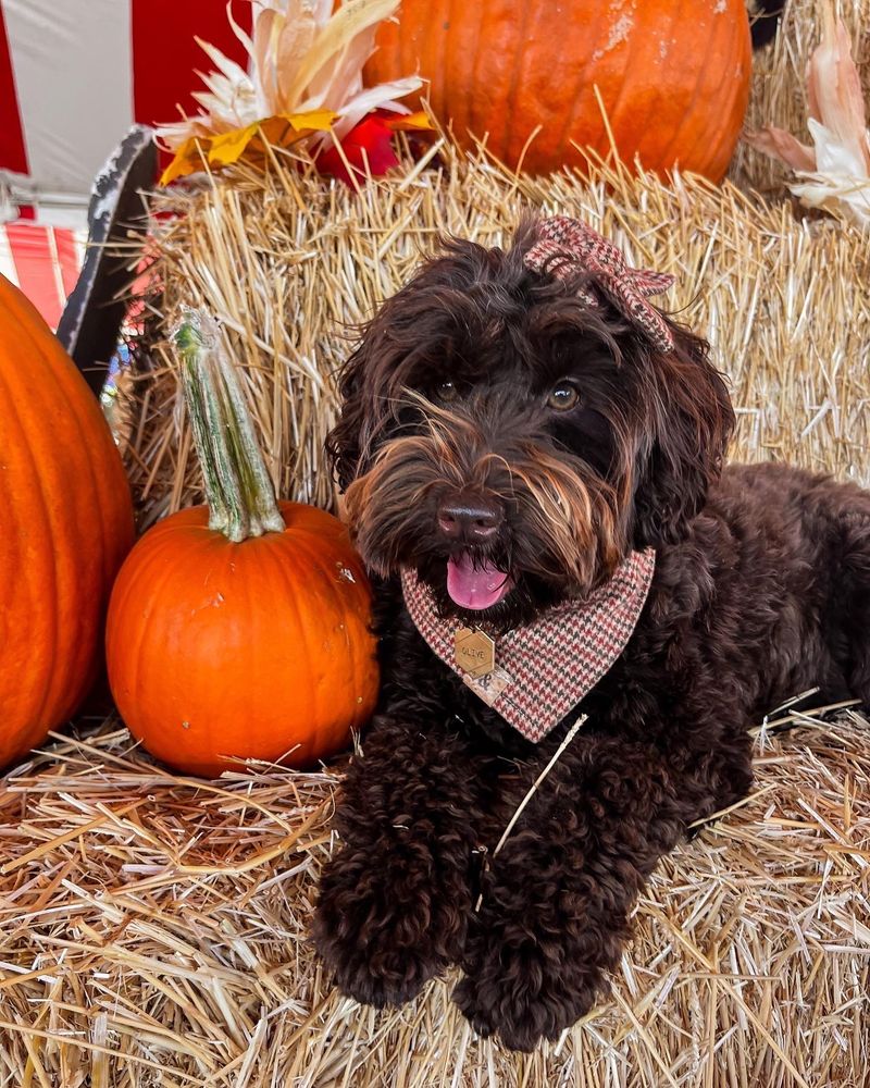 TAHOE PUMPKIN PATCH & CHRISTMAS TREE LOTS Updated September 2024 42