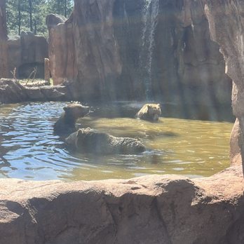 Bearizona - Zoos Near Me - Williams, Arizona Bearizona - Zoos Near Me - Williams, Arizona